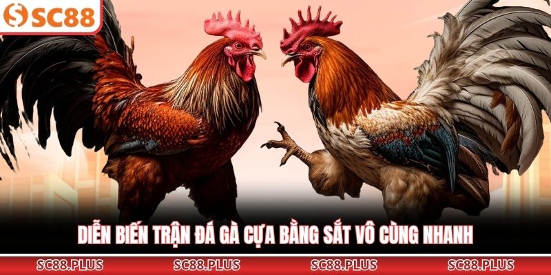 Diễn biến trận đá gà cựa bằng sắt vô cùng nhanh