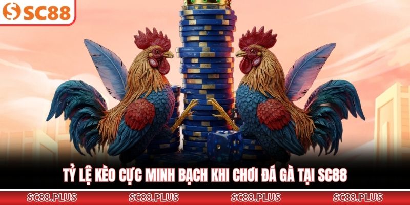 Tỷ lệ kèo cực minh bạch khi chơi đá gà tại SC88